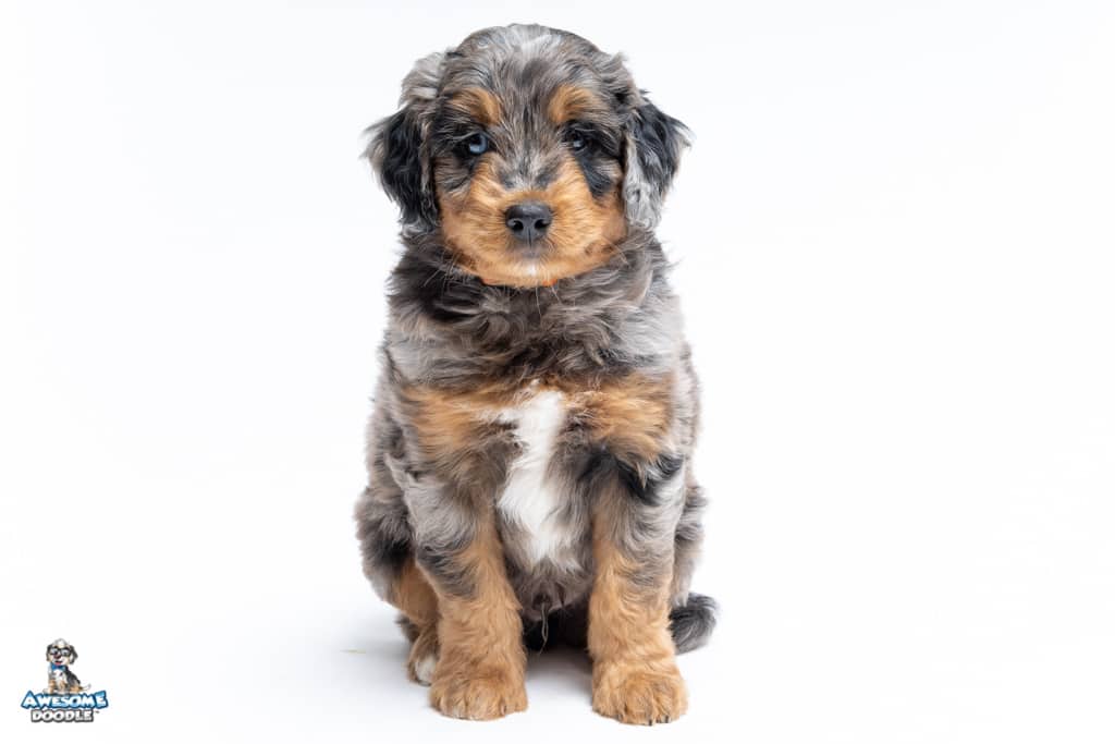 milo-7wks_1849