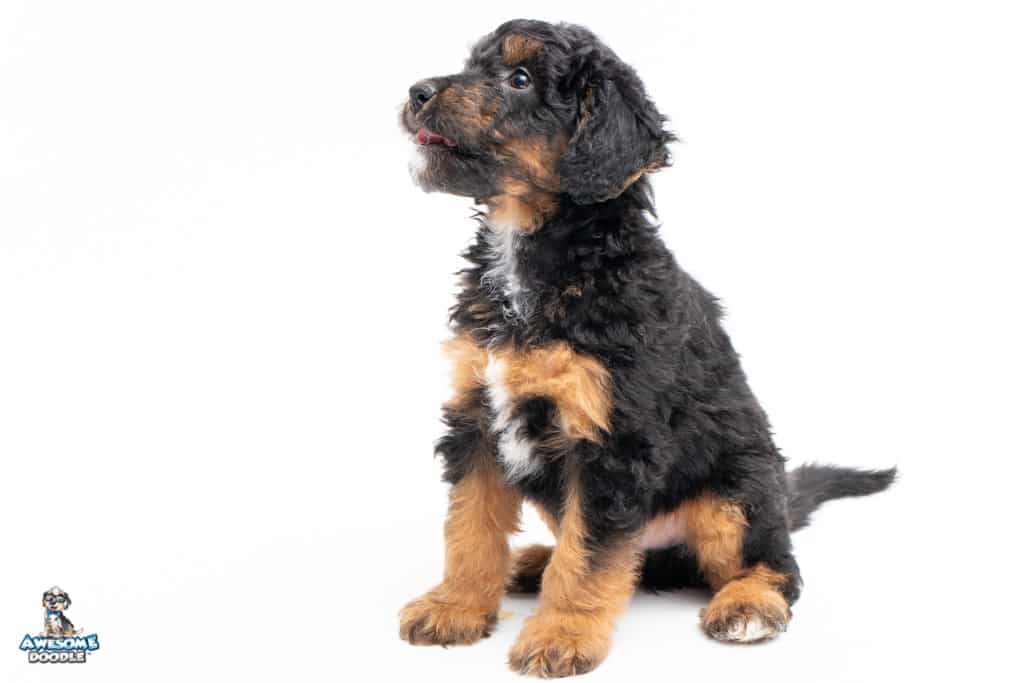 murphy-7wks_7671