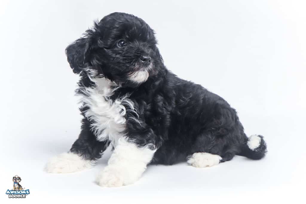 onyx-7wks_0845