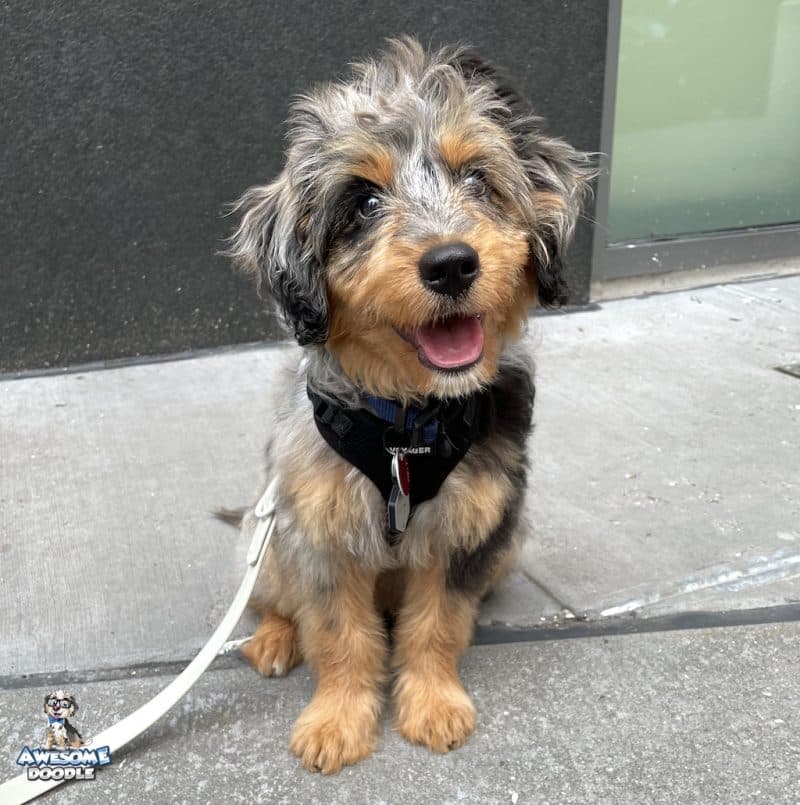 blue merle phantom aussiedoodle puppy with rich copper