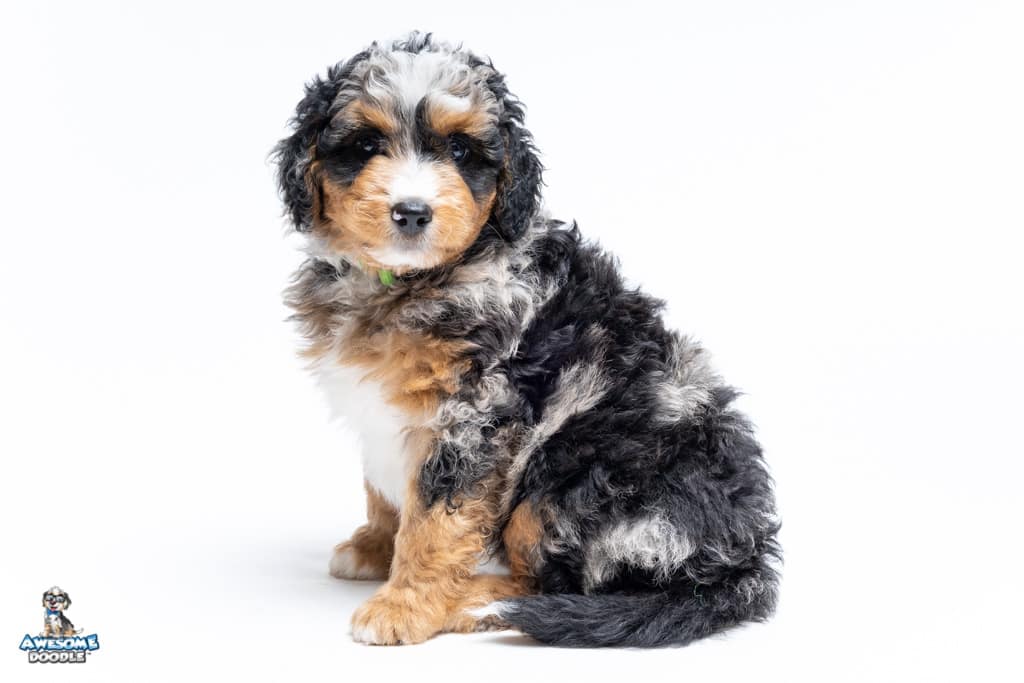 rudy-7wks_1855