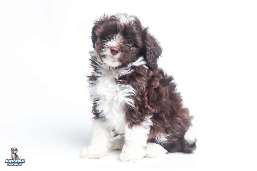scout-7wks_0821