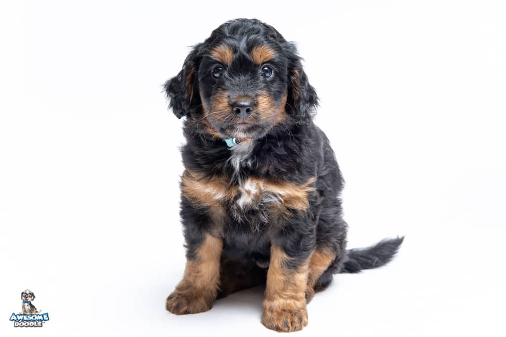 winstonschmidt-7wks_1824