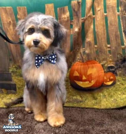 phantom-blue-merle-aussiedoodle-puppy-groom-bowtie phantom blue merle aussiedoodle with white and a bowtie