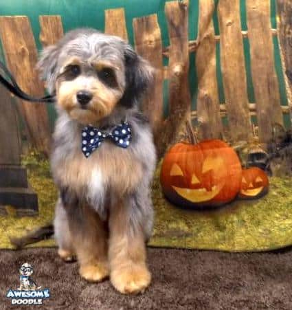 phantom blue merle aussiedoodle with white and a bowtie