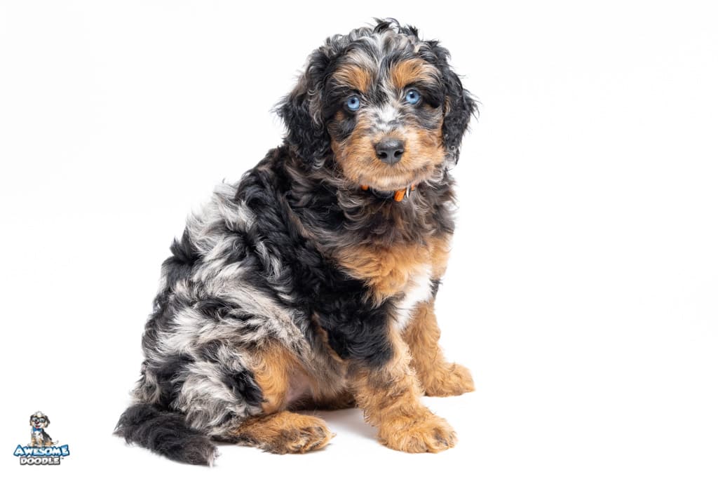 bindi-7wks_2678