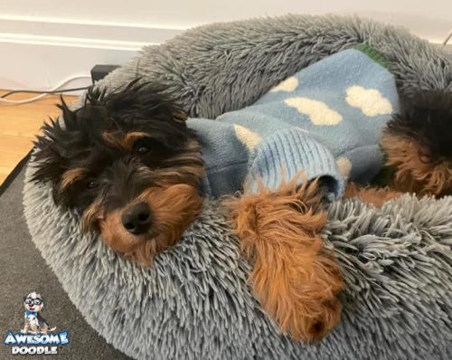 black phantom aussiedoodle puppy wearing sweater