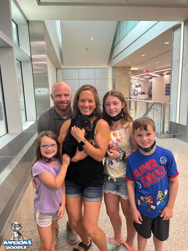 phantom aussiedoodle puppy meets new family