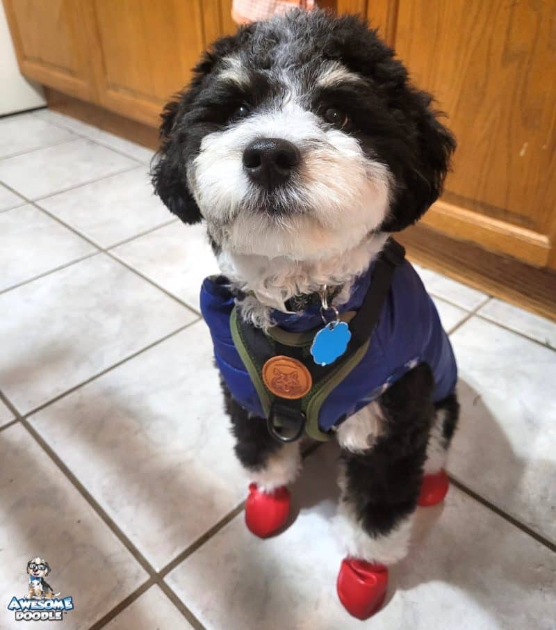 black tri aussiedoodle puppy wearing shoes