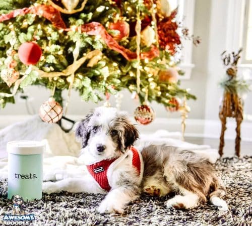 blue merle aussiedoodle puppy at Christmas
