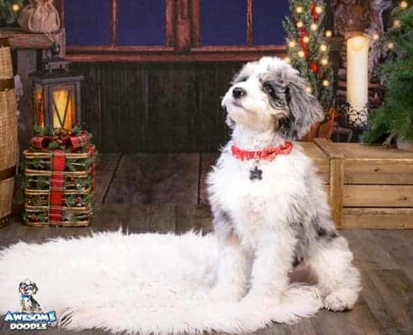 blue-merle-with-white-and-copper-aussiedoodle-puppy-christmas blue merle with white aussiedoodle puppy at Christmas