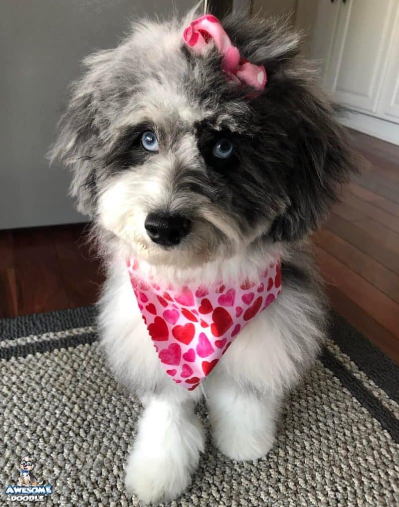 blue merle aussiedoodle with white and 2 blue eyes ready for valentines day