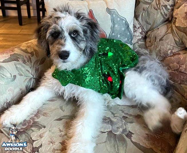blue merle aussiedoodle puppy in Christmas dress