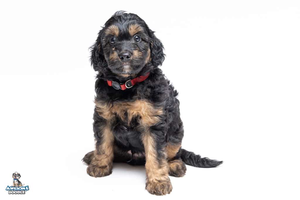 bo-7wks_2671