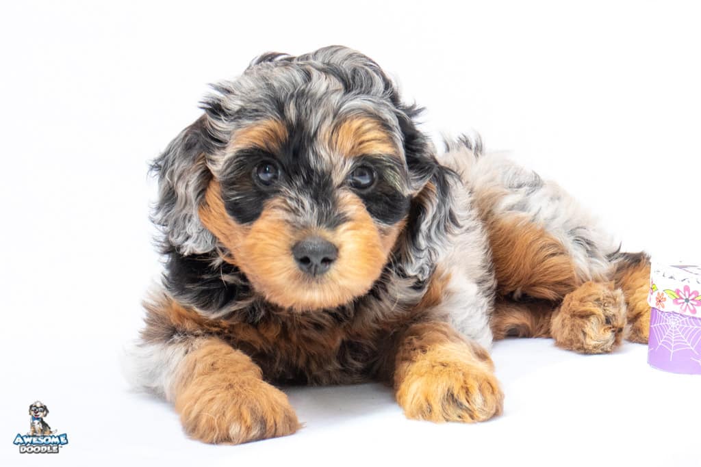 maiko-6wks_5432