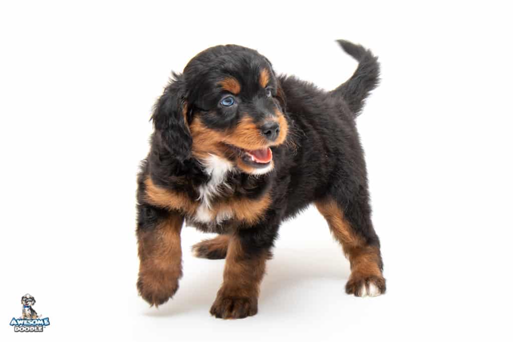 mocha-7wks_4804