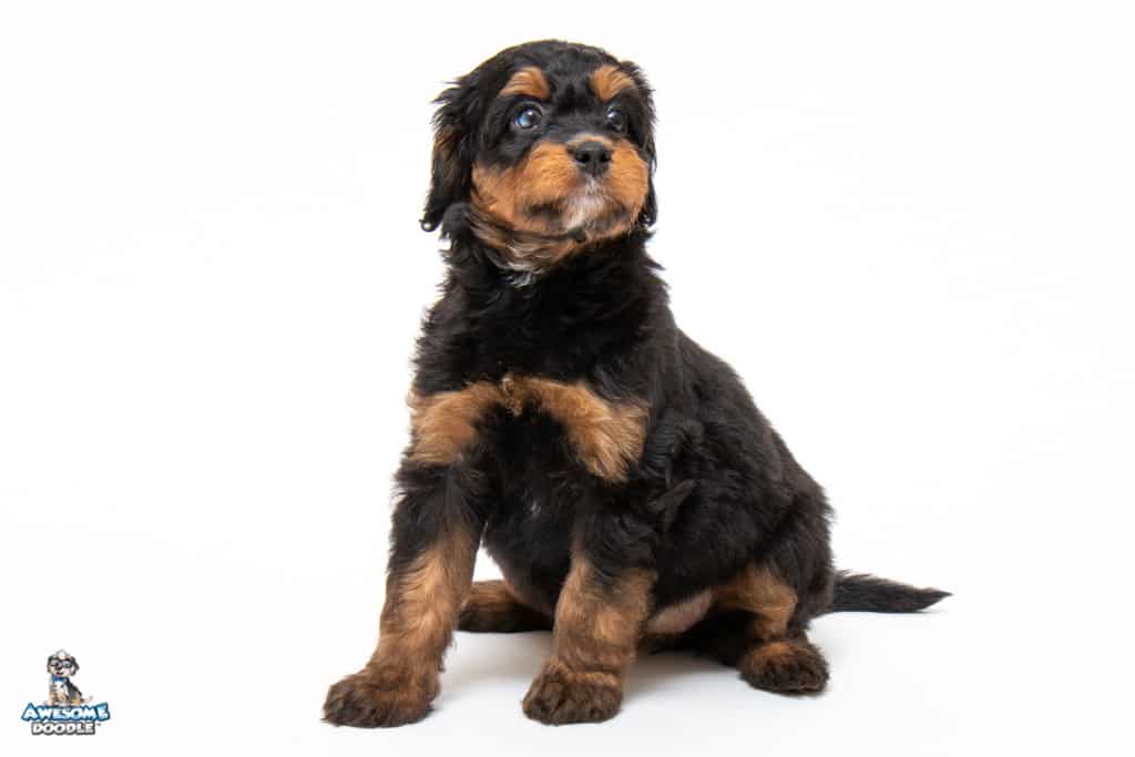moxi-7wks_4703