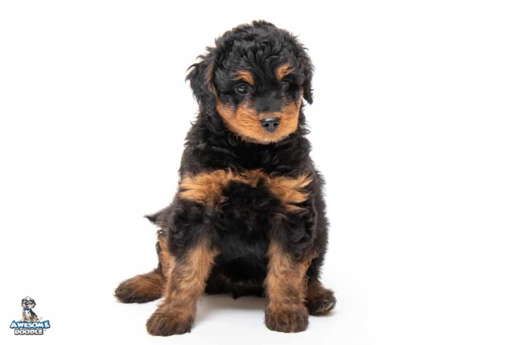 nikki-7wks_4816