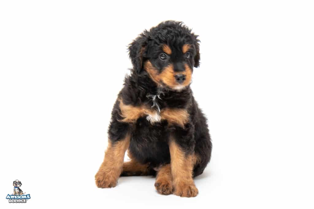 rio-7wks_4840