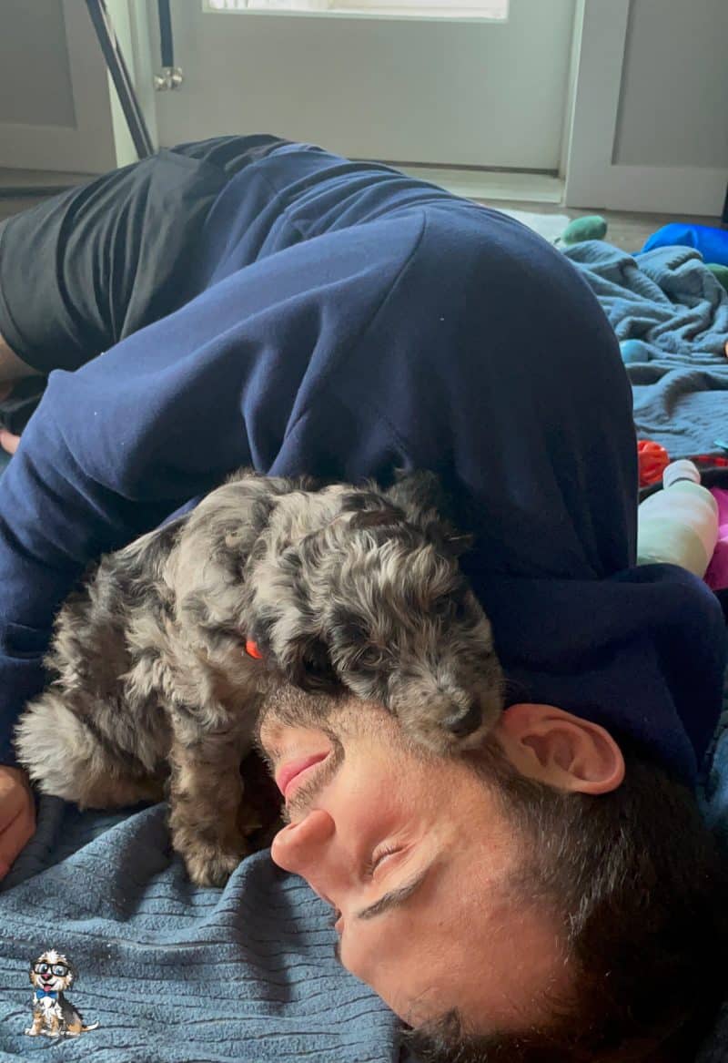 phantom blue merle aussiedoodle cuddling