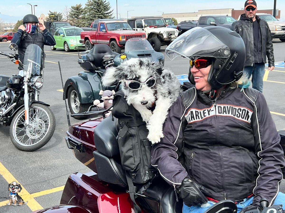 Sadie-aussiedoodle blue merle aussiedoodle on motocycle