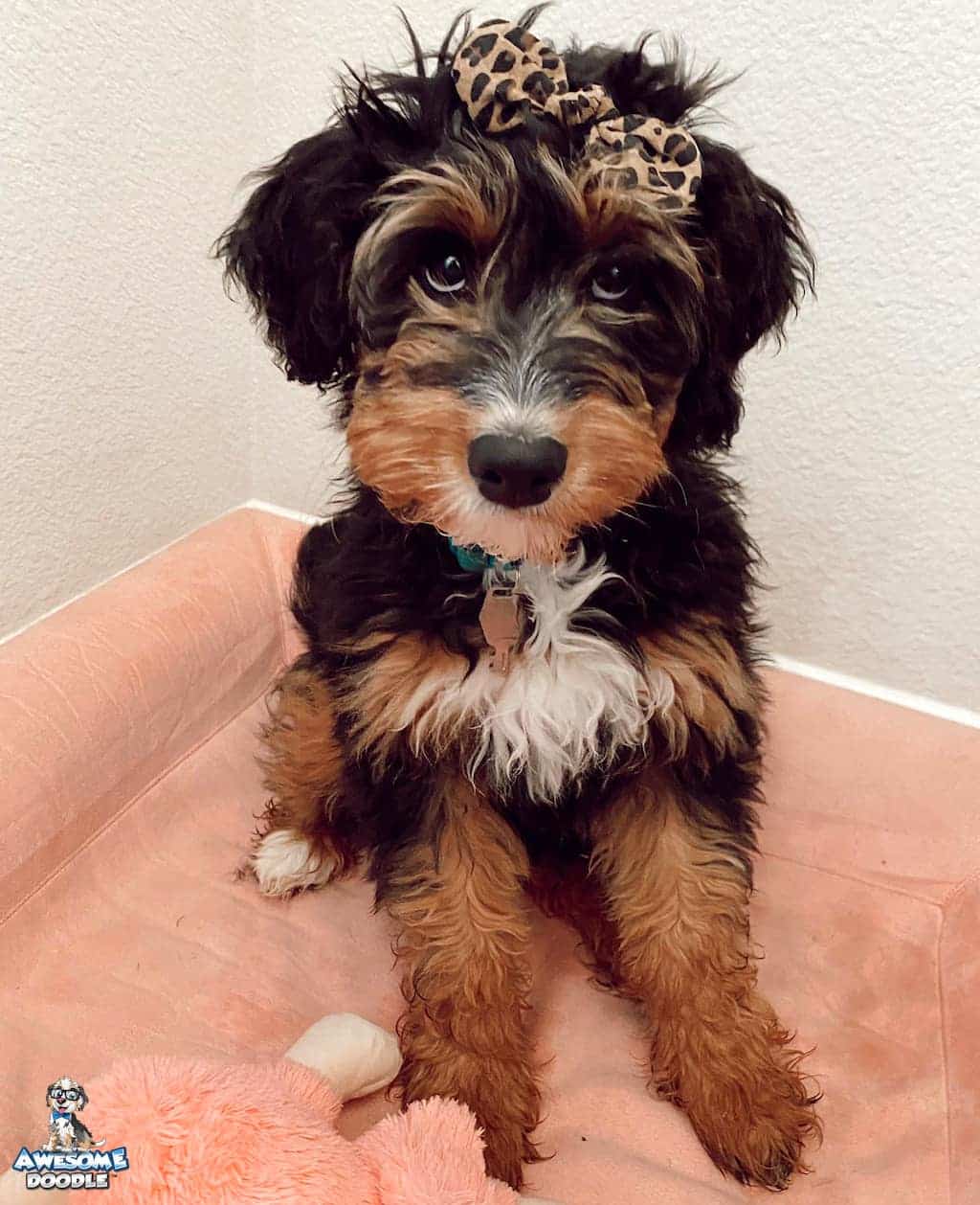 black-phantom-aussiedoodle-puppy-with-white-bright-copper black phantom aussiedoodle puppy with bow in hair