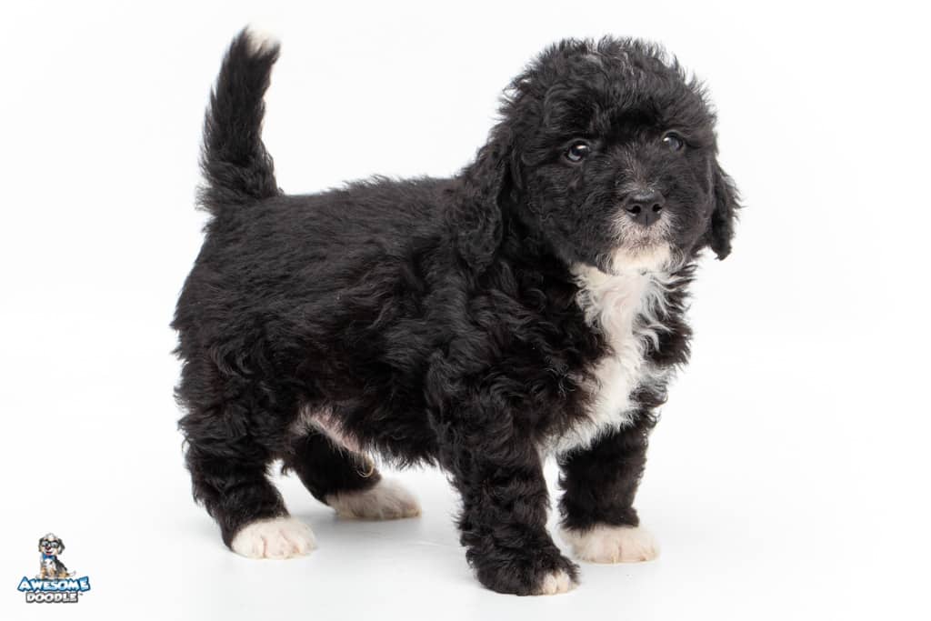 chopstick-7wks_2237 available bernedoodle