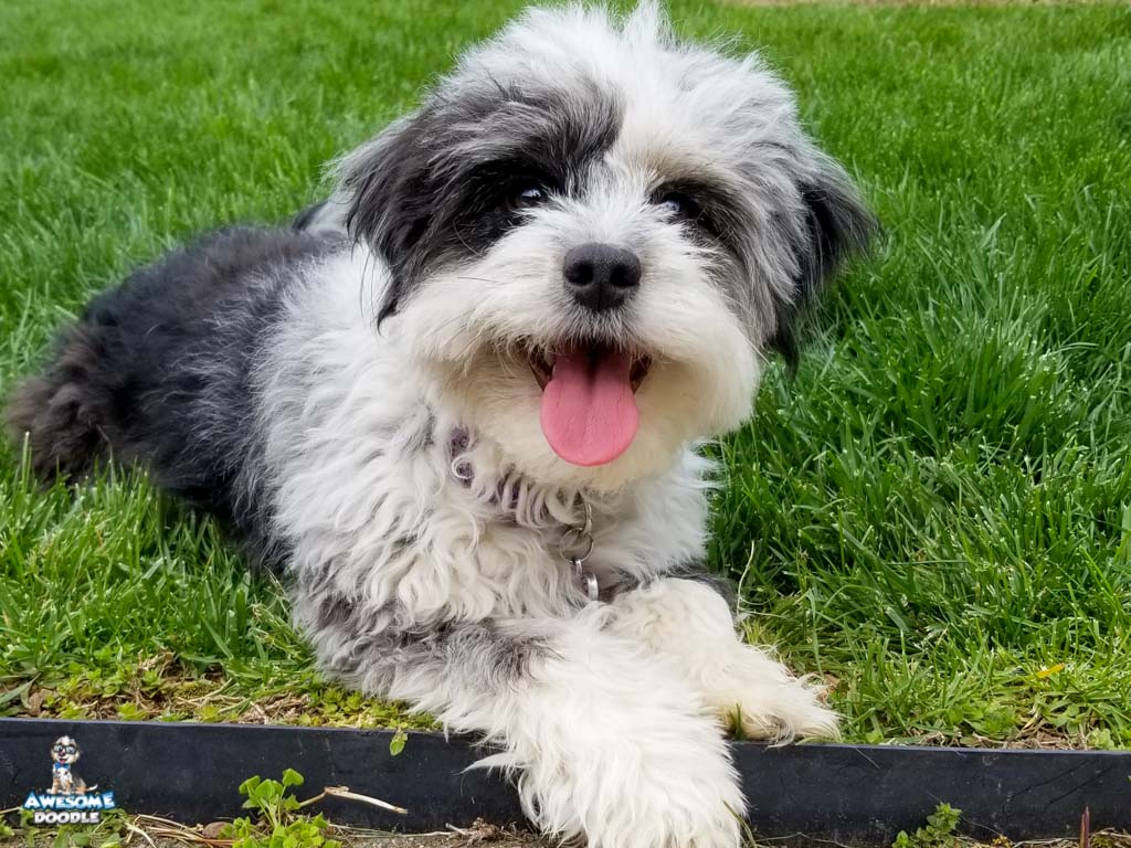 marli-f1aussiedoodle-2