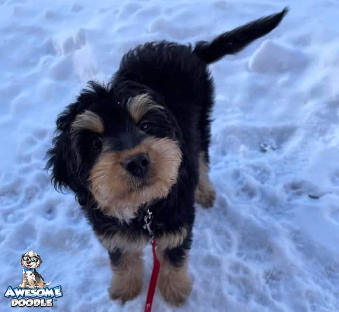 black-phantom-aussiedoodle-in-snow phantom aussiedoodle puppy in the snow