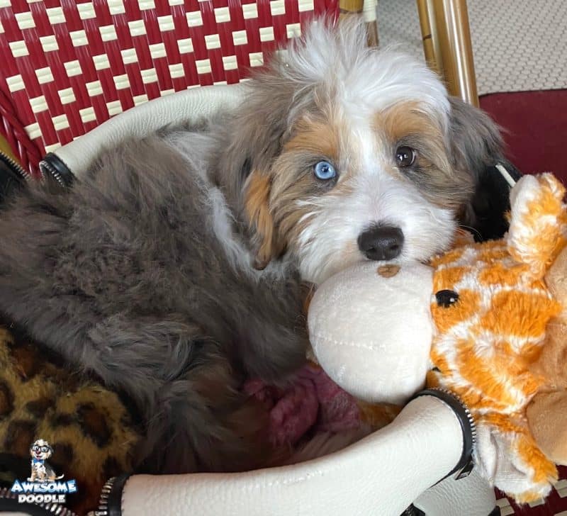 blue eyed blue merle with white and copper aussiedoodle puppy