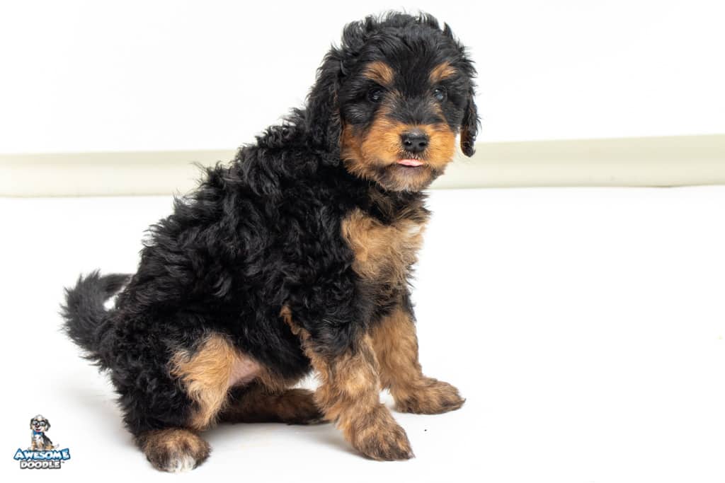 cookie7wks_9608