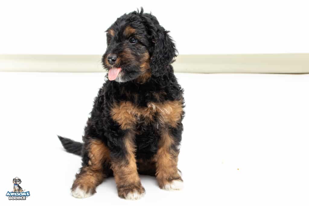 ginger7wks_9586