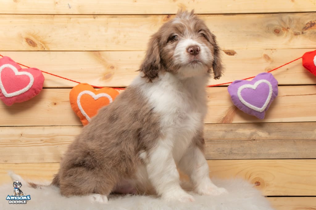 macadamia-10wks_3591