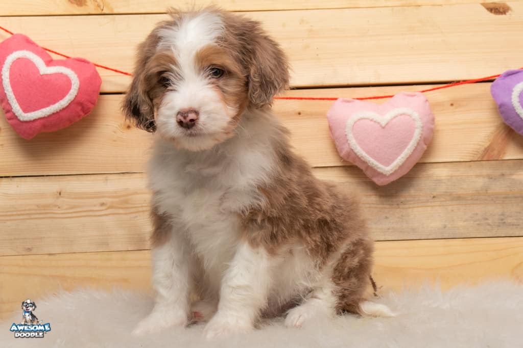 pecan-10wks_3601 available puppy