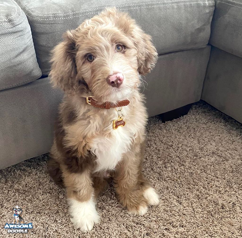 red-merle-aussiedoodle-with-white-puppy-cocoa red merle with white aussiedoodle puppy pink nose
