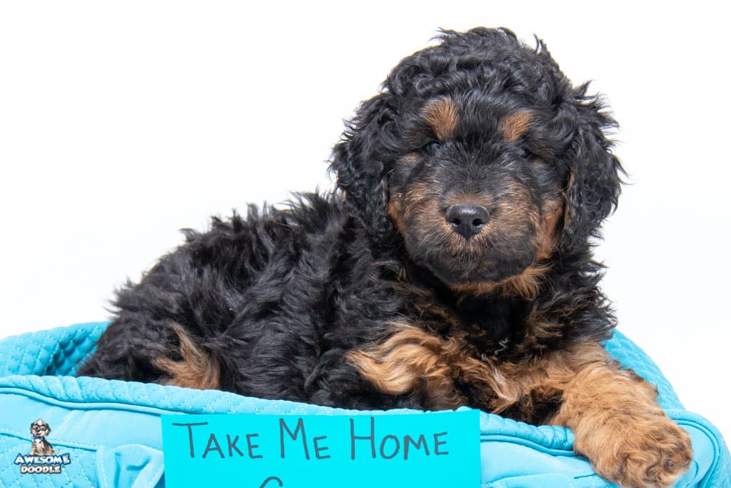 goose-7wks43 black phantom aussiedoodle