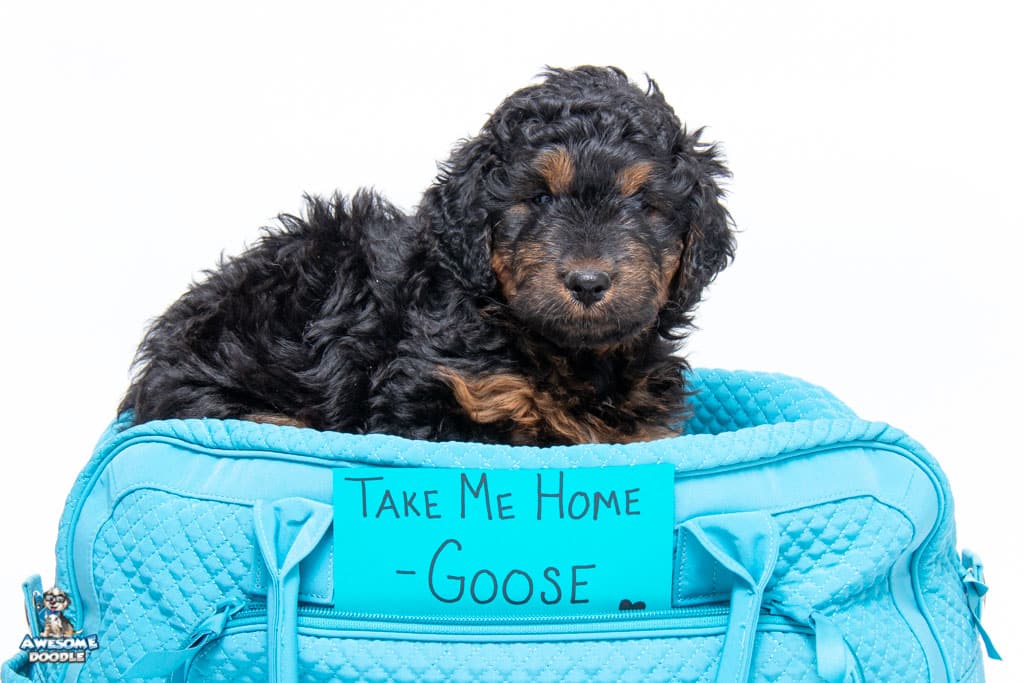 aussiedoodle puppy