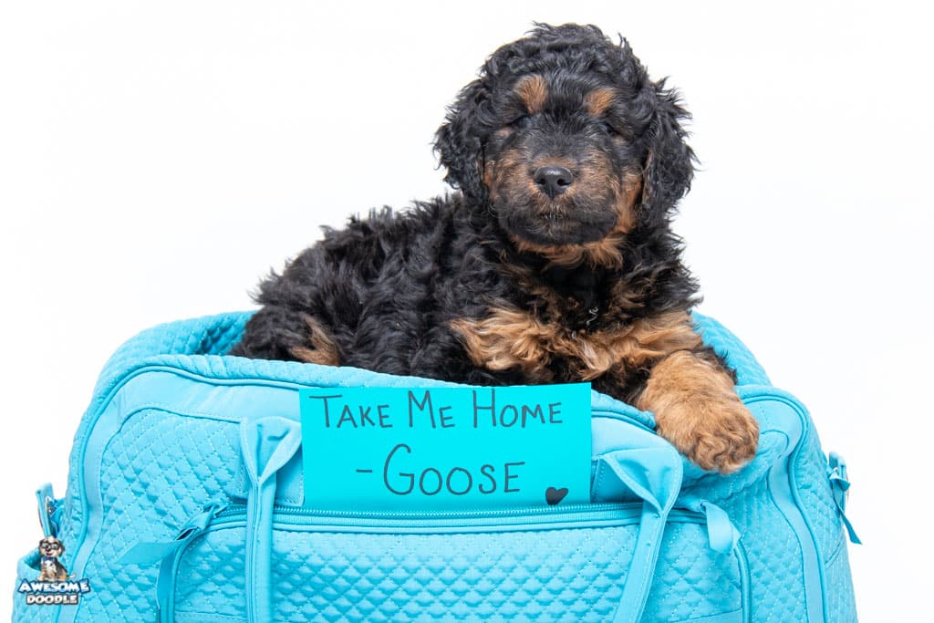 available aussiedoodle