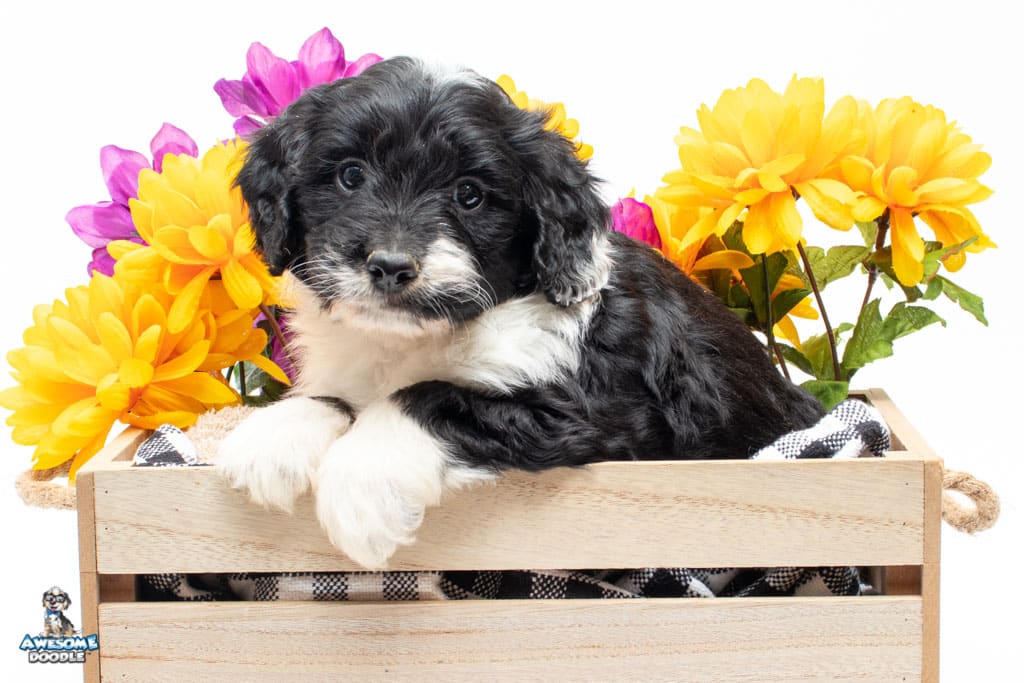 available aussiedoodle puppy texas