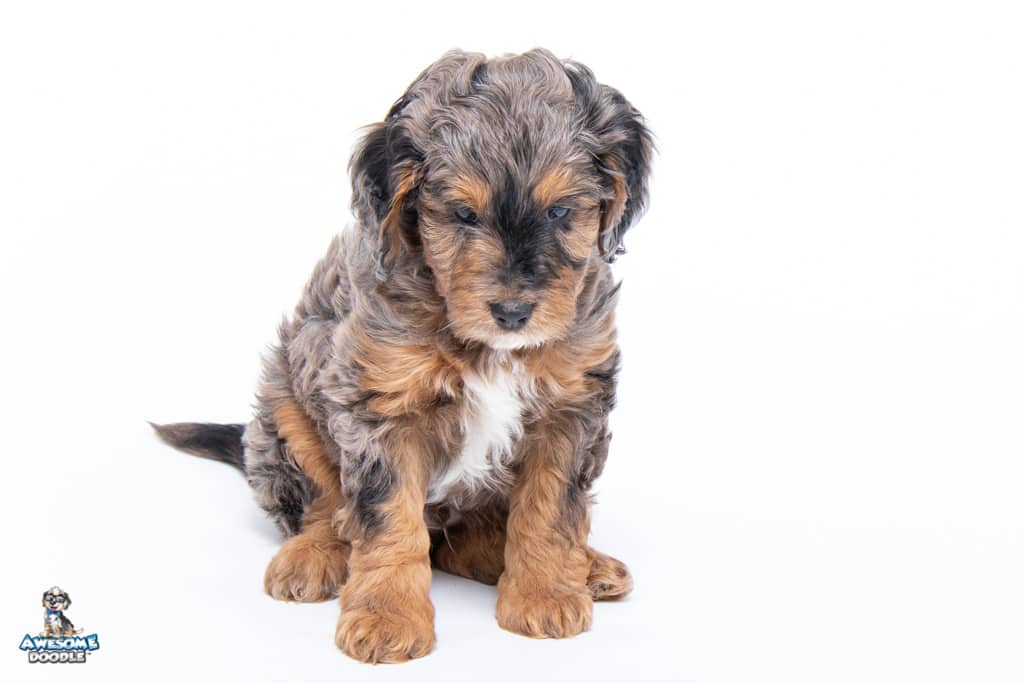 merlin7wks