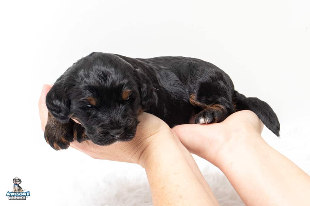 available texas puppy