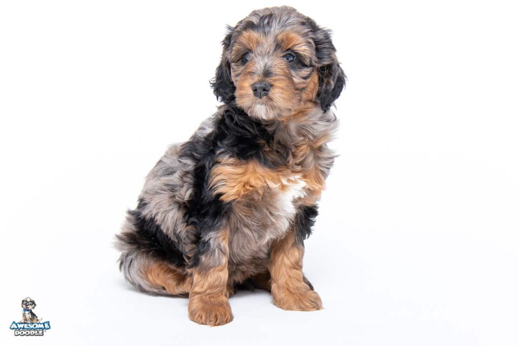 pearl-7wks43