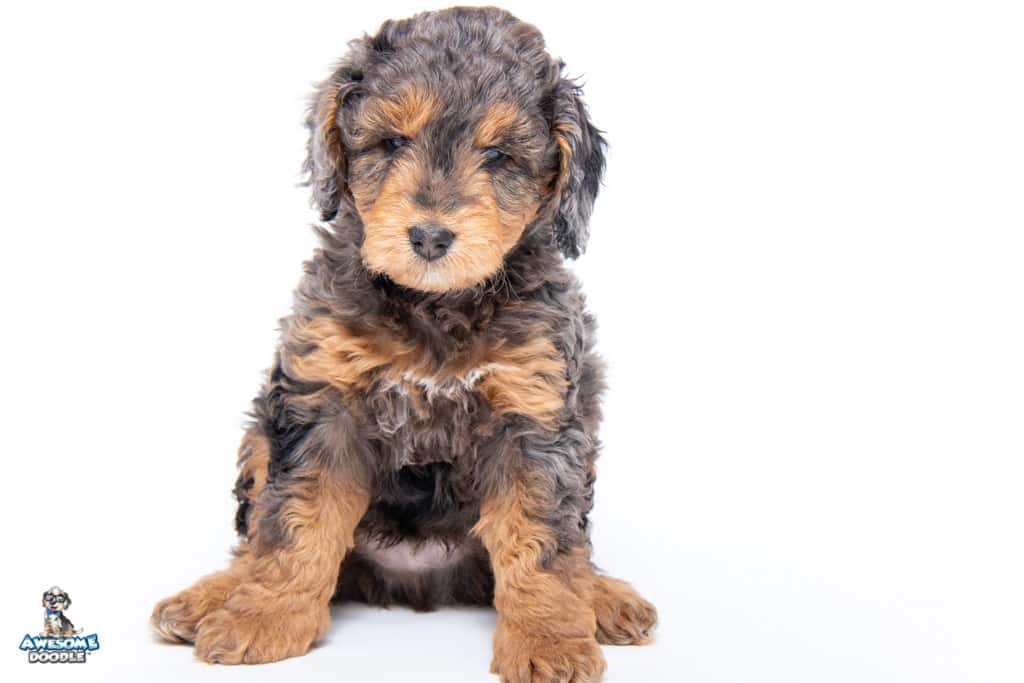 ryder-7wks27