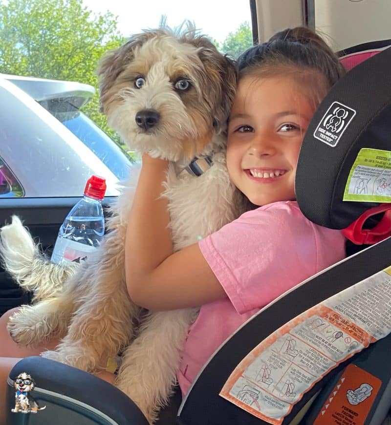blue merle aussiedoodle with kid