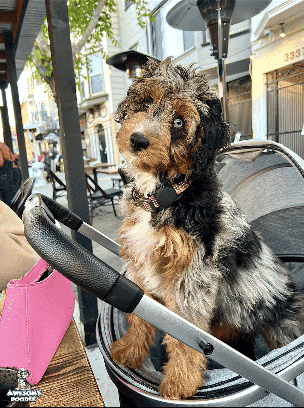 blue-merle-phantom-aussiedoodle-one-blue-eye-bear.jpg phantom blue merle aussiedoodle puppy with one blue eye
