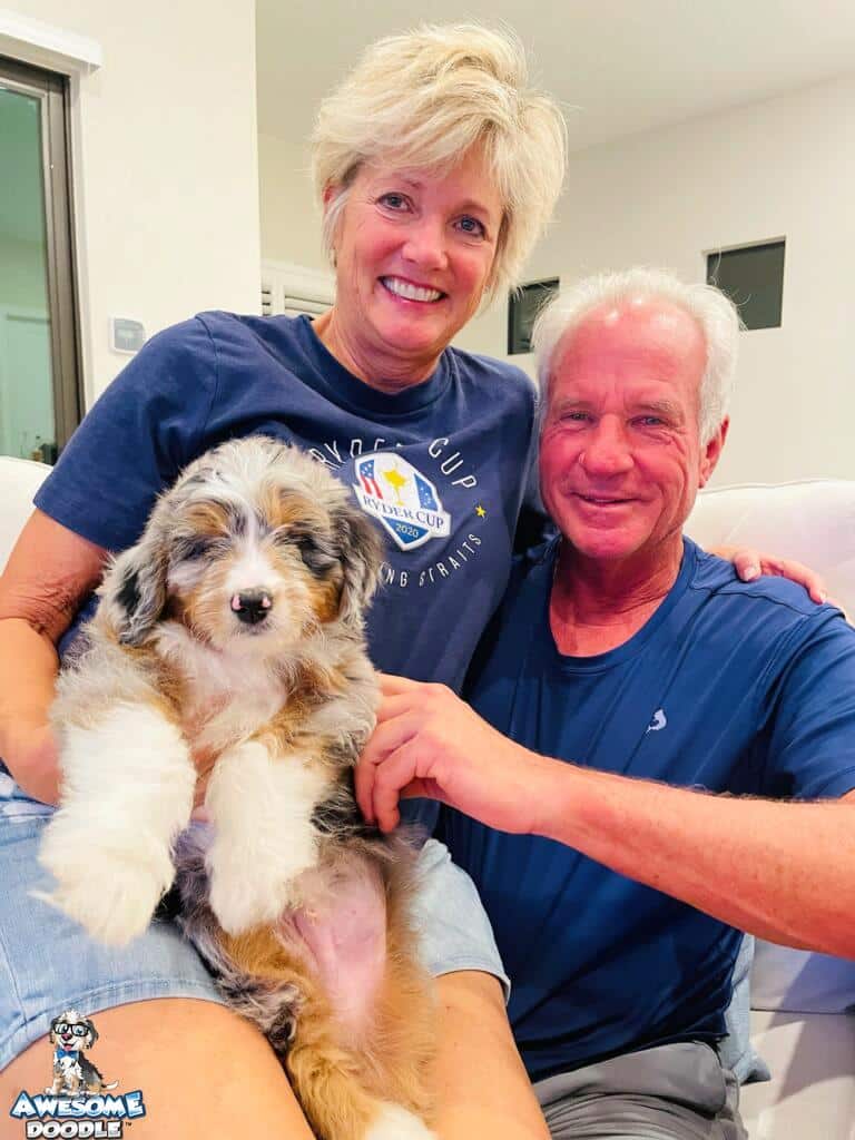 blue merle aussiedoodle with copper and white meet family