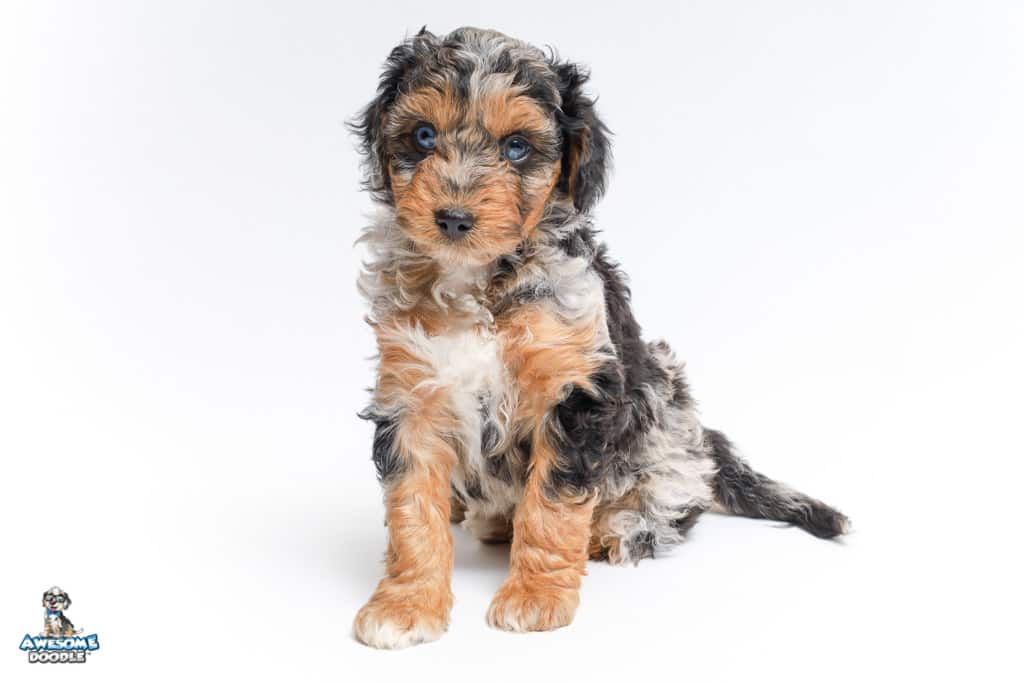 charlie-6wks_3920