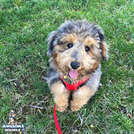 phantom-blue-merle-aussiedoodle-puppy-mylo blue merle phantom aussiedoodle puppy outside