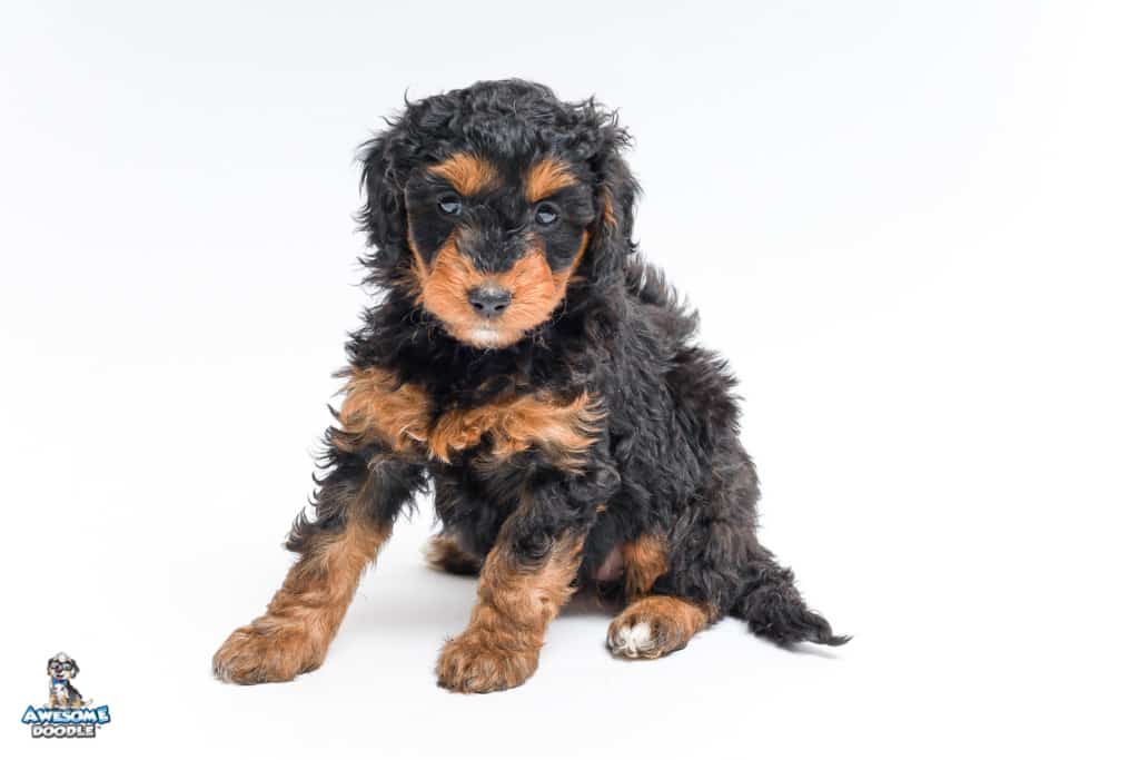 pip-7wks3945
