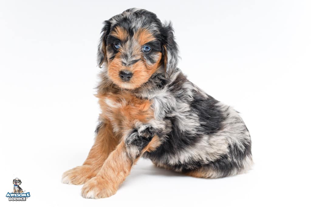 ruby-7wks3938